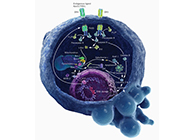 HQL制药、、、常州隆赛和上海Ladbrokes立博将配合研新型抗癌药物