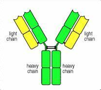 中国科研事情者反抗体试剂问题的反思