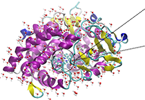 2009年5月Ladbrokes立博加入了上海国际卵白质及多肽工业博览会