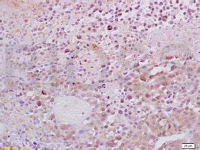 ladbrokes立博-英国公司官网