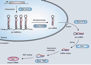 ladbrokes立博-英国公司官网
