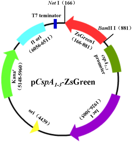 ladbrokes立博-英国公司官网