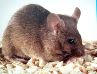 ladbrokes立博-英国公司官网