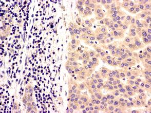 ladbrokes立博-英国公司官网