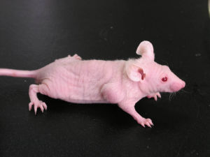 ladbrokes立博-英国公司官网