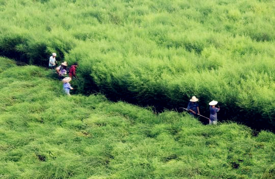 海内青蒿素工业现状：：难觅海内药企身影