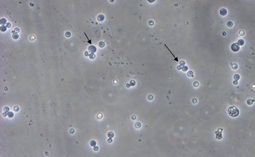 ladbrokes立博-英国公司官网