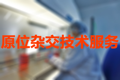 Ladbrokes立博原位杂交手艺服务