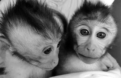 我科学家用TALEN手艺制备神经疾病猴模子