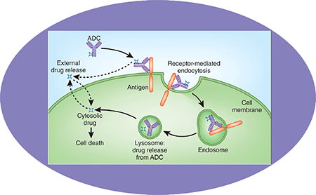 Ladbrokes立博ADC临床前服务之ADC作用机制