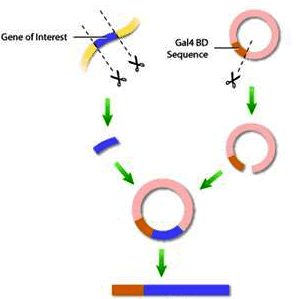 ladbrokes立博-英国公司官网
