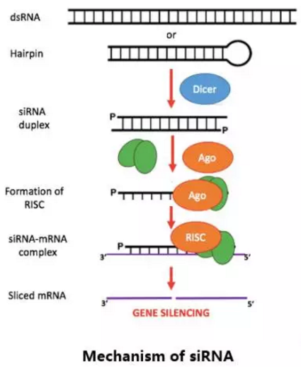 ladbrokes立博-英国公司官网