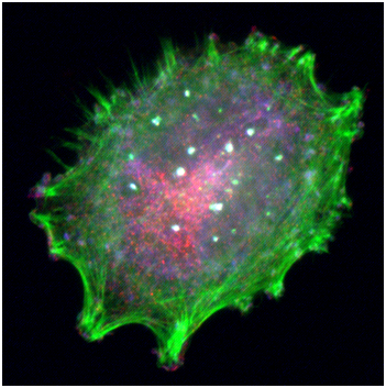 ladbrokes立博-英国公司官网