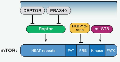 mTORC1由mTOR、、、Raptor和mLST8以及非焦点组件PRAS40和Deptor组成