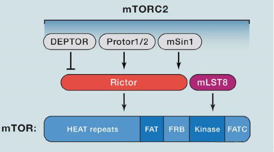 mTORC2的组成卵白主要有Rictor、、、mSin1、、、mSLT8和Protor等
