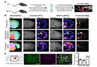 减肥药瞄准新靶点，，强效减肥药即未来袭？