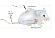 围观:临床前小鼠模子怎样。？