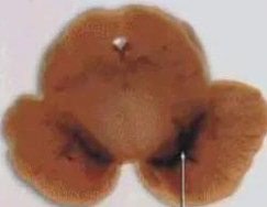 正凡人：：正：：谥