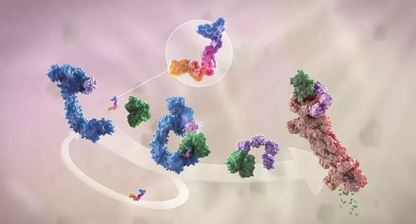 卵白降解剂（多色）连系了1个靶卵白（绿色）和1个E3泛素毗连酶（蓝色），，，驱动基于卵白酶体（橙色）的靶卵白泛素化（紫色）和降解。。