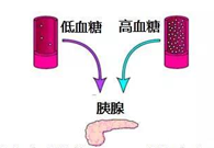 调理血糖稳态，，，GK负重前行
