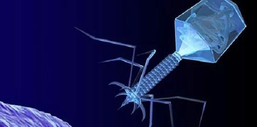 噬菌体疗法、、、溶瘤病毒，，，以及构建细胞表达载体的病毒转染因子等都体现出病毒对人类善良温顺的一面