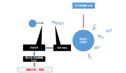 除了纯粹的捕获，NET DNA与CCDC-25的连系还增强了癌细胞的侵袭行为，增进了癌症的肝转移。。。