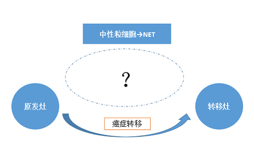 NET可能会通过某些方式“捕获”或“叫醒”癌细胞，从而造成癌细胞的迁徙。。。