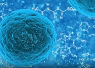 攻克三阴性乳腺癌，，，蜜蜂毒液竟是要害？？