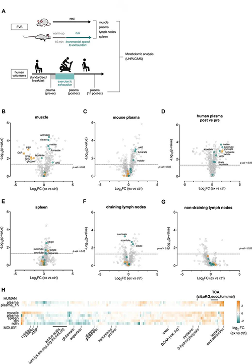 急性运动会改变血浆和淋巴器官的代谢状态 （泉源：：：e Life）
