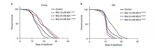 二甲双胍可在晚年引起守旧的代谢途径的有害转变