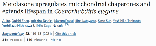 来自日本大阪市立大学的科学家搜索了现有药物的化学“文库”，他们发明一种名为美托拉宗的抗高血压药可延伸秀丽隐杆线虫的寿命，标记着抗朽迈药物开发的第一步