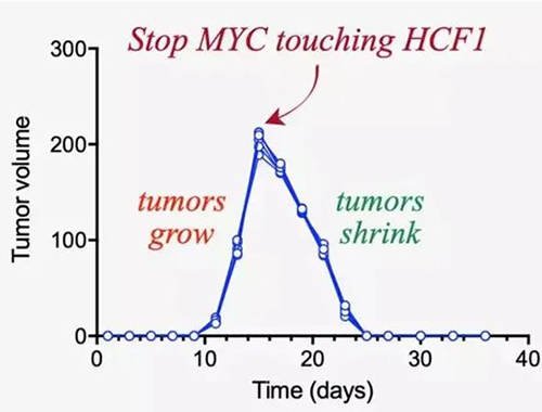 可以“融化”肿瘤的卵白质，，你一定没有听说过！！！