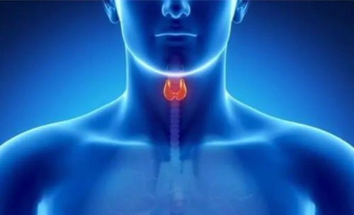 Science速递 | 揭开甲状腺的神秘面纱，，开启代谢药物新征程