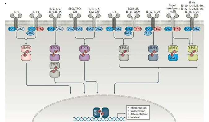 精准建模，，，掌握解开自身免疫性疾病治疗研究的钥匙