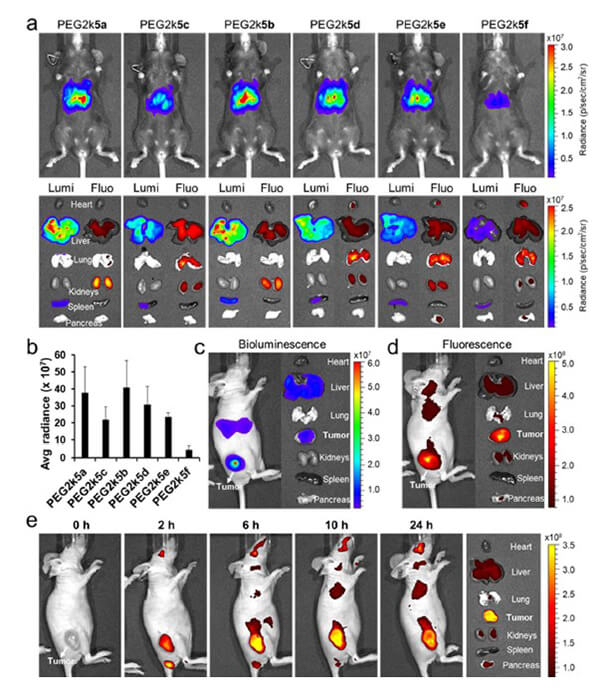 递送和NIR影像，，Luc mRNA; Ⅳ and intra-tumoral.jpg