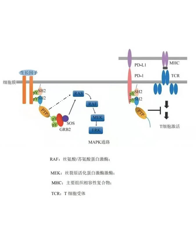 Ladbrokes立博助力凌达生物SHP2变构抑制剂RG001片获批临床.jpg
