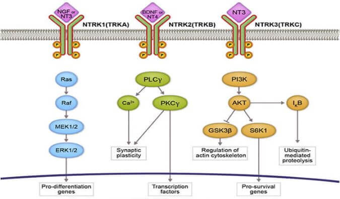 Ladbrokes立博助力睿跃生物1类新药 TRK降解剂CG001419获批临床.jpg