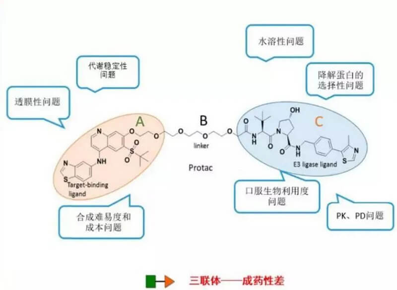 PROTAC分子量较大，，消融性较差.jpg