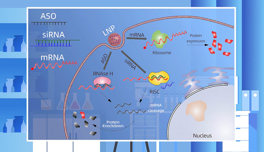 核酸药物的作用机制主要有哪些？？