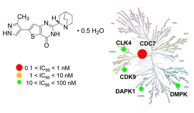 TAK-931是一种高特异性CDC7抑制剂，，，具有抗肿瘤功效，，，本研究中体内药效实验通过Ladbrokes立博举行