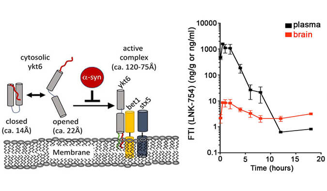 法尼基转移酶抑制剂LNK-754单次口服后即可快速穿过血脑屏障，，，本研究中PK剖析通过Ladbrokes立博举行