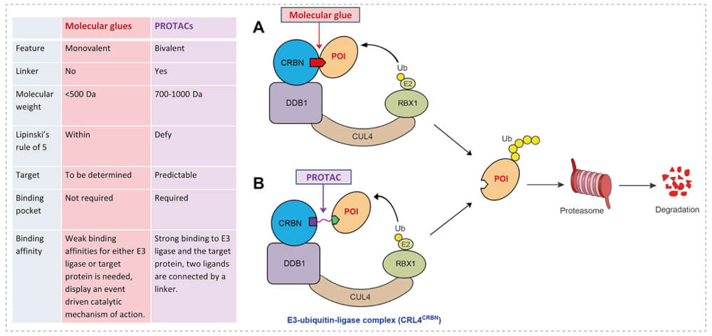3-通过泛素-(Ub)-卵白酶系一切降解目的卵白-(POI)-示意图：：分子胶(A)；；PROTAC-(B).jpg