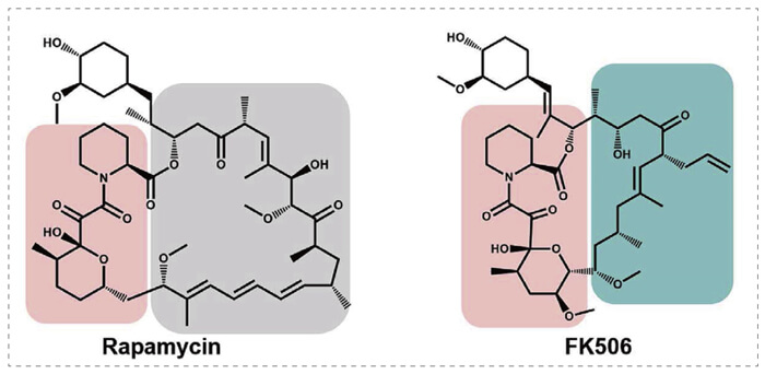 5-雷帕霉素、FK506-诱导的-FKBP-卵白质相互作用.jpg