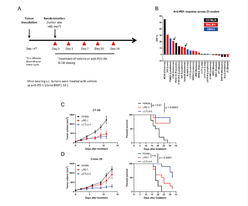 免疫检查点阻断疗法改变了癌症治疗的范式，此研究中通过Ladbrokes立博在23 个同源肿瘤模子中举行了抗PD-1抗体的体内研究