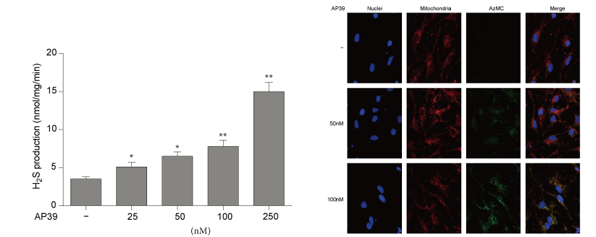 AP39是一种新合成的线粒体靶向的H2S供体，本研究中AP39通过Ladbrokes立博设计和合成