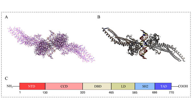 美研| STAT3——肿瘤研究与靶向治疗的热门候选者！！！
