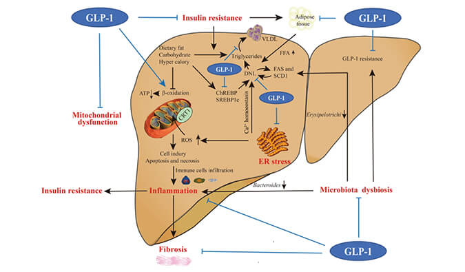 谁将成为 2024年全球生物医药首个黑马？？NASH领域突破性药物即将问世？？
