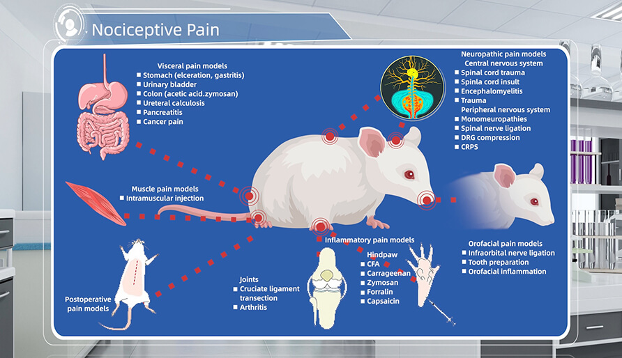 疼痛动物模子介绍