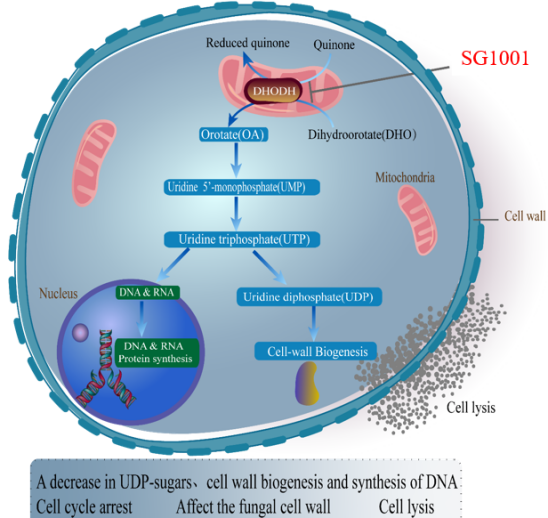 Ladbrokes立博：：叵楦锪⒁煲㏒G1001完成首例受试者给药