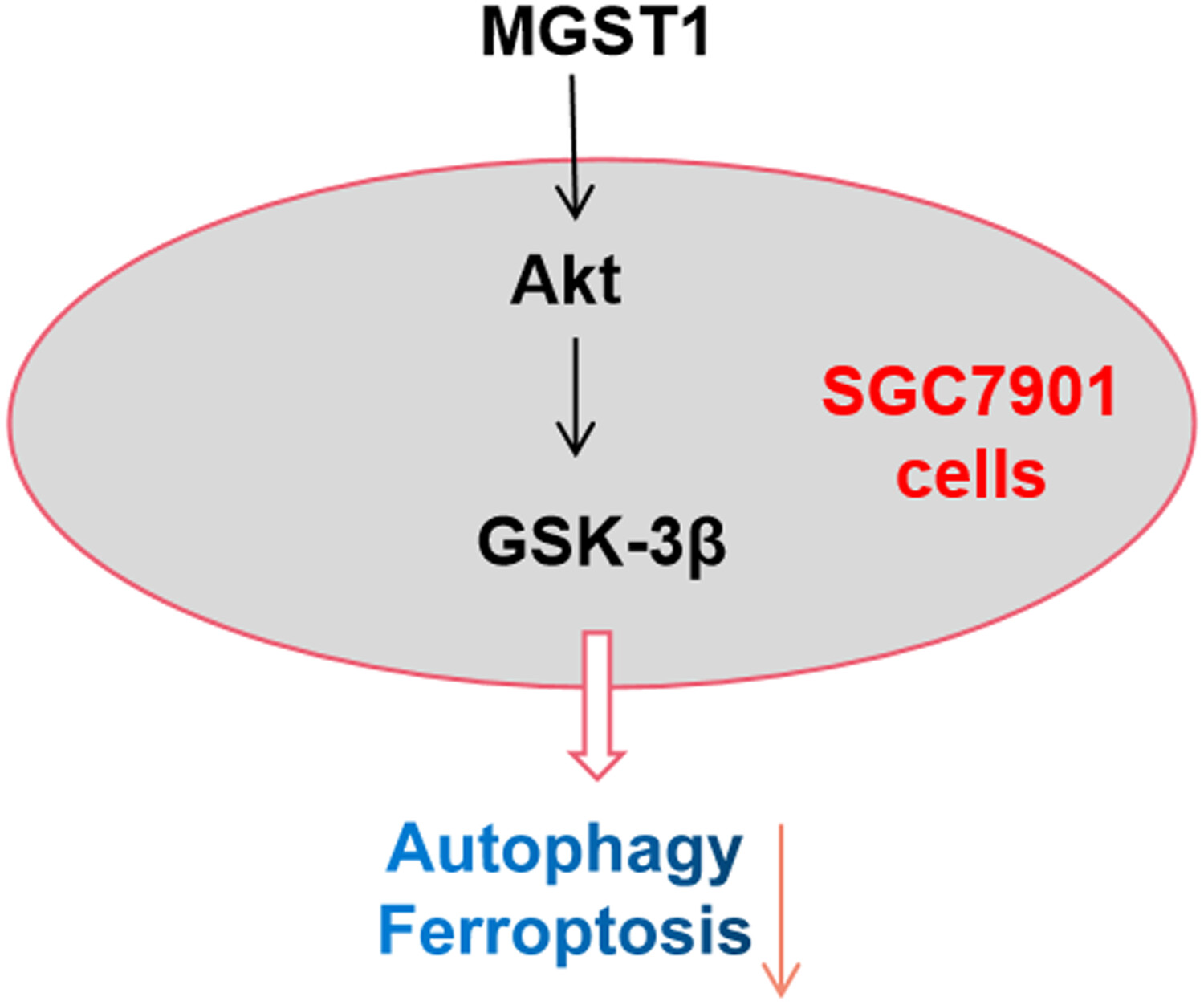 MGST1过表达通过激活Akt/GSK-3β信号通路诱导胃癌细胞增殖，，，本研究中MGST1过表达等体外实验通过Ladbrokes立博举行